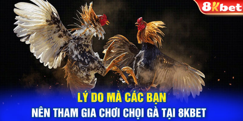 Lý do mà các bạn nên tham gia chơi chọi gà tại 8KBET 