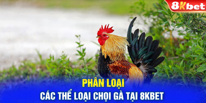 Phân loại các thể loại chọi gà tại 8KBET