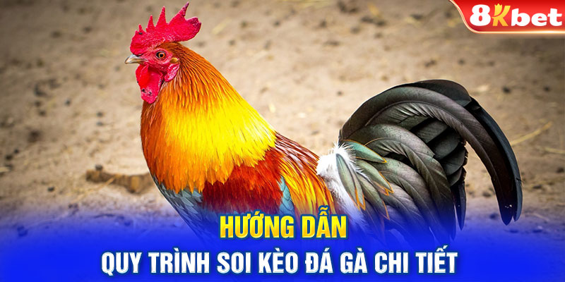 Hướng dẫn quy trình soi kèo đá gà chi tiết