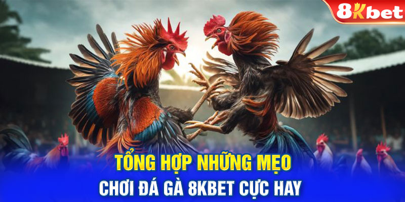 Tổng hợp những mẹo tham gia chơi cược chọi gà có kết quả cao